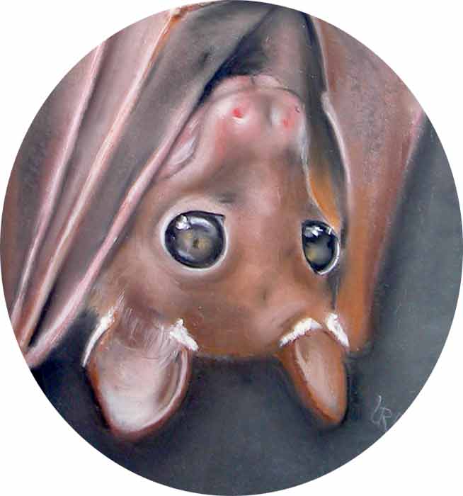 Flugpinscher - Detail