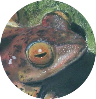 Frosch - Detail