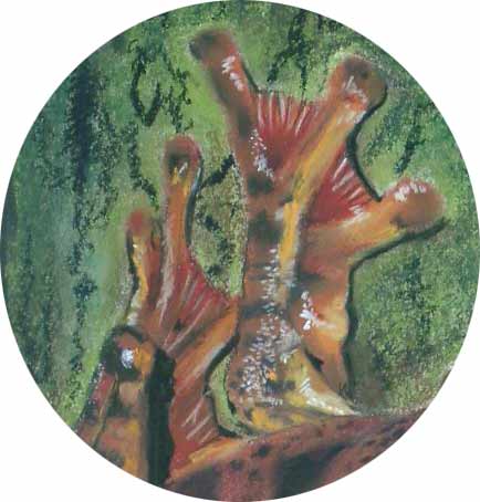 Frosch - Detail