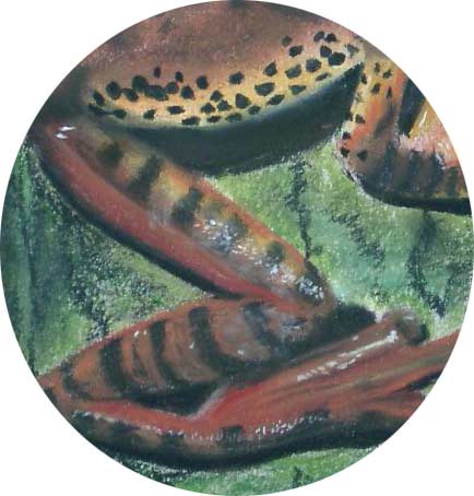 Frosch - Detail