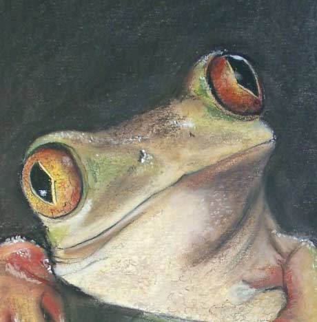Frosch - Leptopelis natalensis - Detail