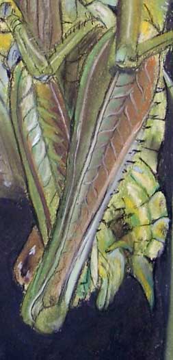 Tukan - Detail