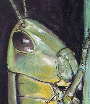Tukan - Detail