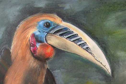 Tukan - Detail