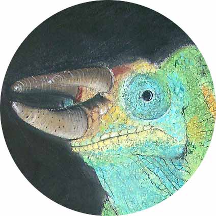 Jackson Cham&auml;leon - Detail