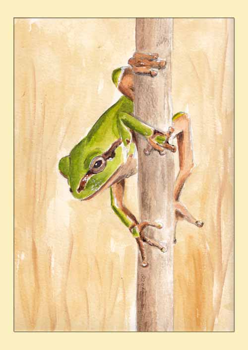 Hyla Arborea Workout 4