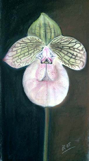 Paphiopedilum Hybride