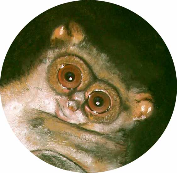 Buschbaby - Detail